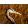 Picture of Great Blue Heron 16x24 *D