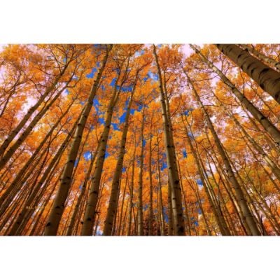0084796_orange-grove-32x48-d.jpeg