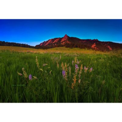 0084797_glowing-flatirons-wildflowers-48x32-d.jpeg