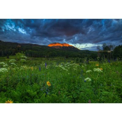 0084798_wildflowers-mountain-majesty-36x24-d.jpeg