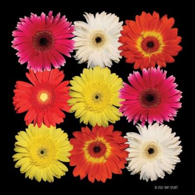 0084802_gerbera-daisy-composite-24x24-d.jpeg