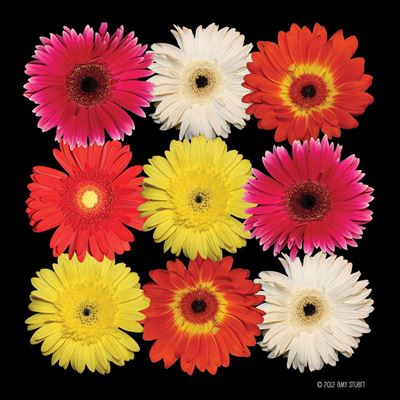 Picture of Gerbera Daisy Composite 24x24 *D