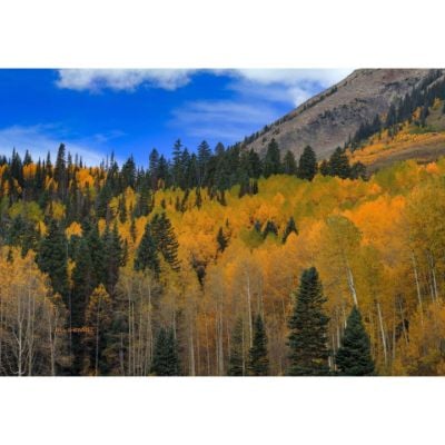 0084815_autumn-dream-24x36-d.jpeg