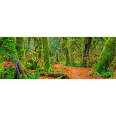 0084842_hall-of-mosses-60x20-d.jpeg