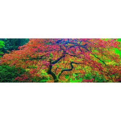 0084845_japanese-maple-2-20x60-d.jpeg