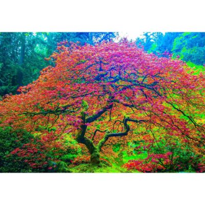 0084848_japanese-maple-1-32x48-d.jpeg