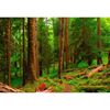 Spring in the Quinault Rainforest 48x32