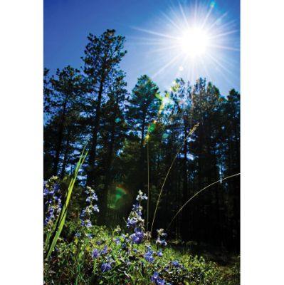 Picture of Forest Skyline 24x36 *D