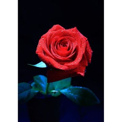 0084945_the-rose-16x24-d.jpeg