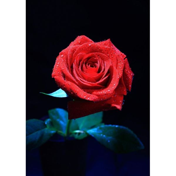 0084945_the-rose-16x24-d.jpeg