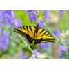 Picture of Swallowtail Butterfly 24x16 *D