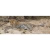 Picture of Young Brother Leopard 60x20 *D