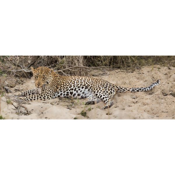 Picture of Young Brother Leopard 60x20 *D