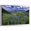 Picture of Last Dollar Lupine 48x32- In Store