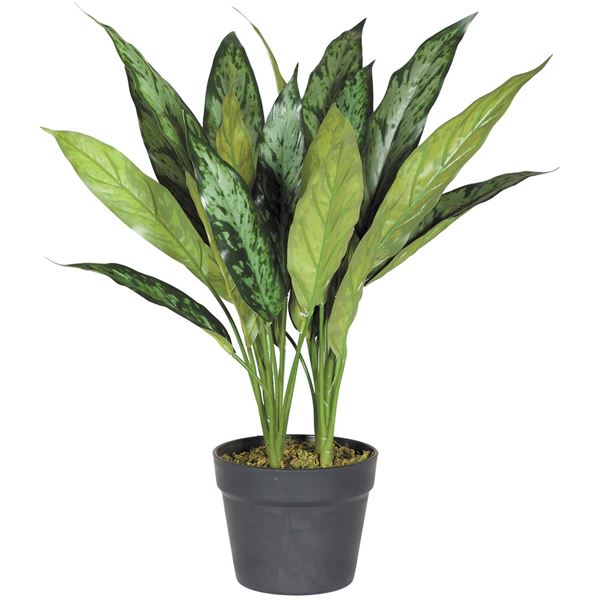 Picture of 21 INCH ALGEONEMA PLANT WITH POT
