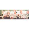 Picture of Pigs Canvas