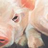 Picture of Pigs Canvas