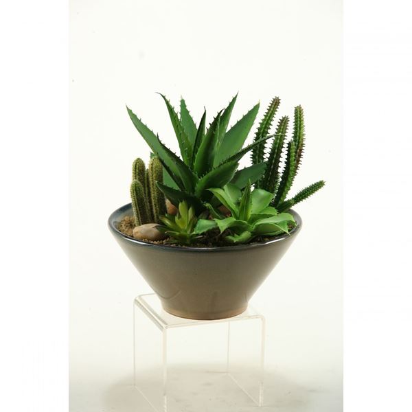 Picture of Succulent In Round Bowl