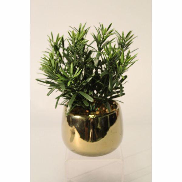 Picture of Pine In High-Sheen Gold Pot