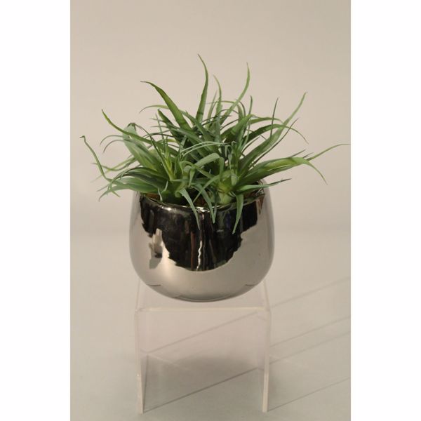 Picture of Air Grass In High-Sheen Silver Pot