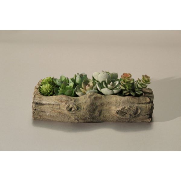 Picture of Succulents In Cement Log