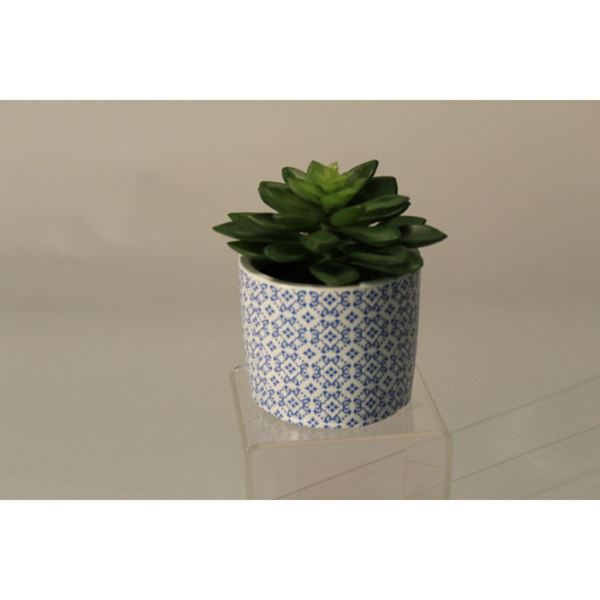 Picture of Succulent In Blue Pattern