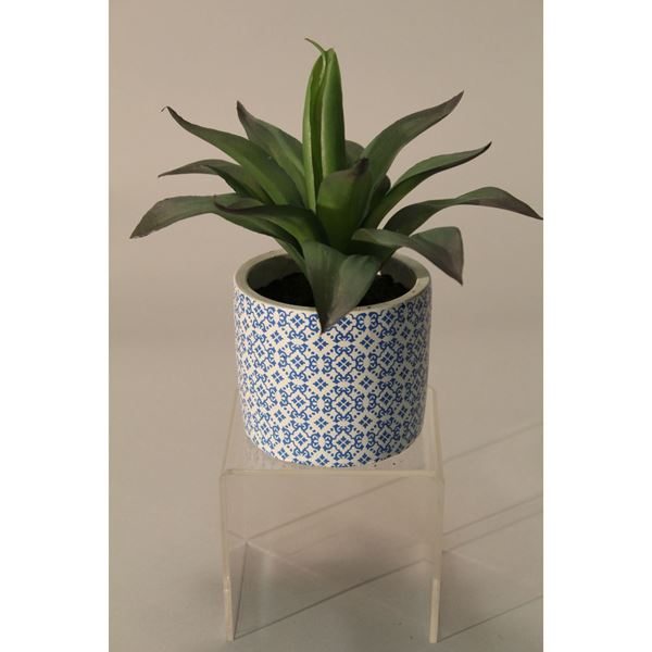 Picture of Aloe In Blue Patterned Pot
