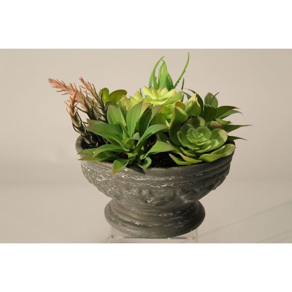 Picture of Succulents In bowl