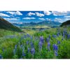 Picture of Last Dollar Lupine 48x32- In Store