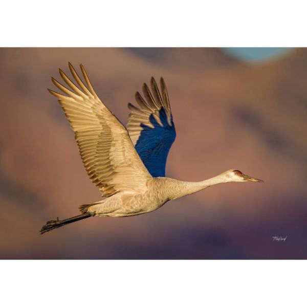 Picture of Sandhill Crane at Dawn 36x24 *D