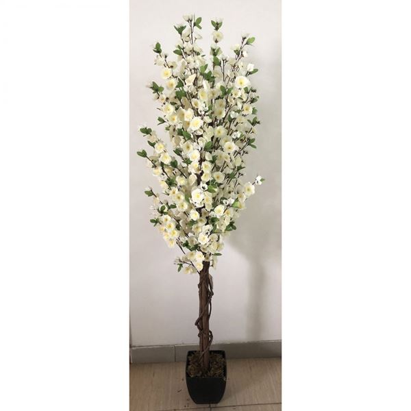 Picture of White Blossom Tree