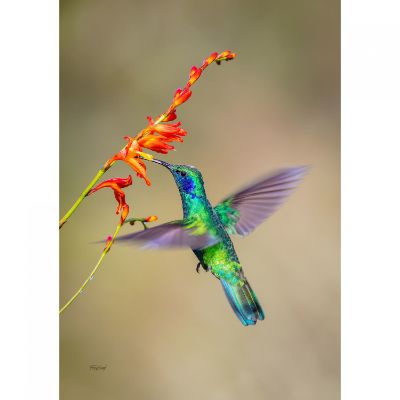 0095586_fluttering-hummingbird-24x16-d.jpeg