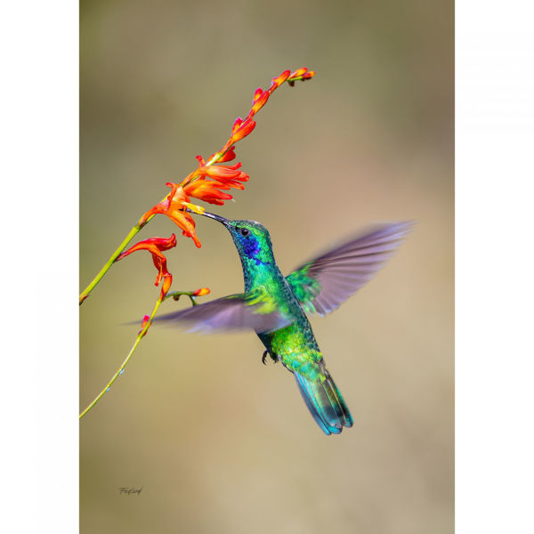 Picture of Fluttering Hummingbird 24X16 *D