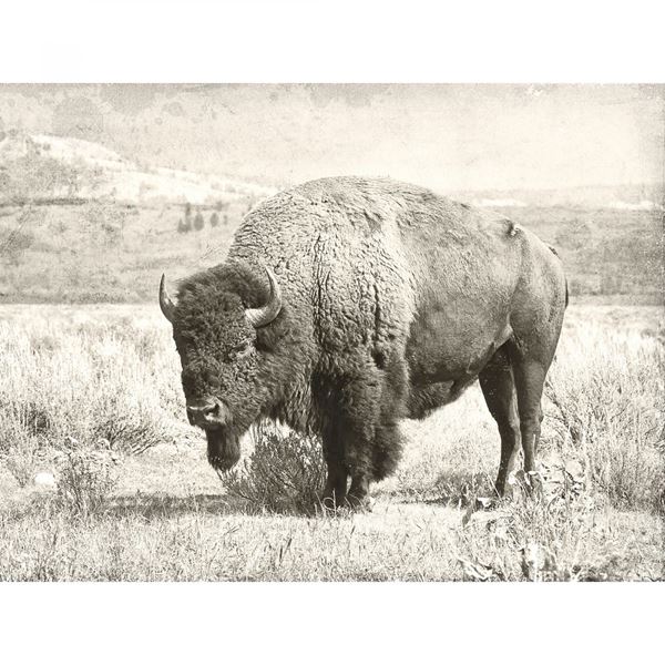 Picture of Buffalo Wall Decor