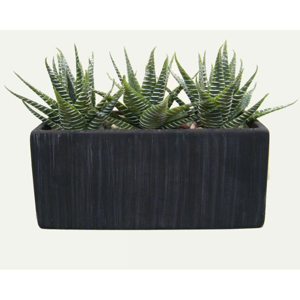 Picture of Aloe in Black Rectangle Terra Pot