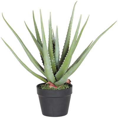 Picture of Aloe Plant