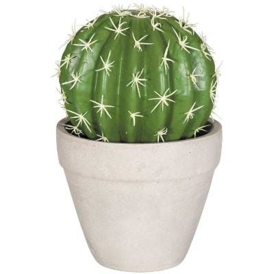 0101345_round-cactus.jpeg