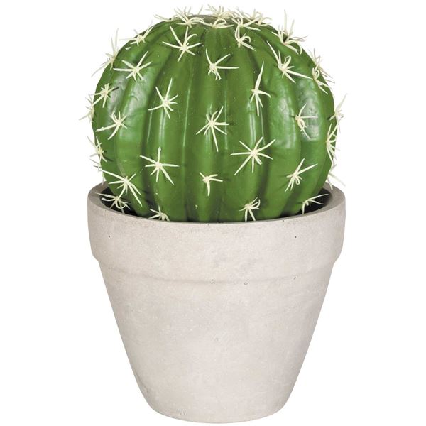 Picture of Round Cactus