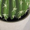 Picture of Round Cactus
