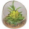 Picture of Succulents In Angled Glass