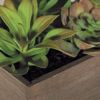Picture of Succulents In Square Box