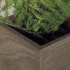 Picture of Ferns In Square Box