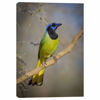 Picture of Green Jay - South Texas