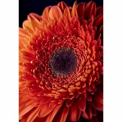 0109731_flame-red-gerbera-daisy-36x24-d.jpeg