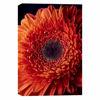 Picture of Flame Red Gerbera Daisy 36X24 *D