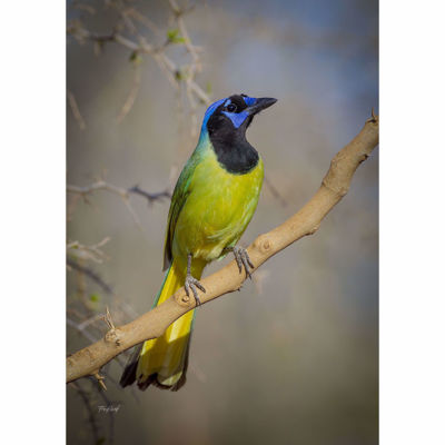 Picture of Green Jay - South Texas 24X16 *D