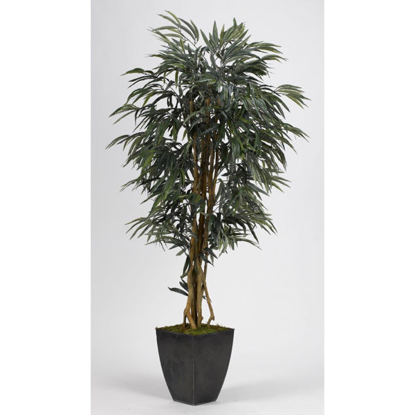 Picture of Weeping Ficus Tree