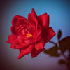 Picture of Lipstick Red Rose 24x24 *D