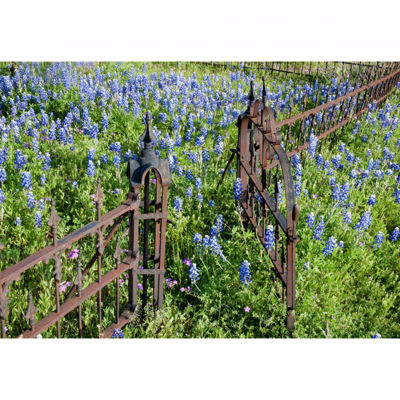 Picture of Iron Fence Blue Flower 24x36 *D