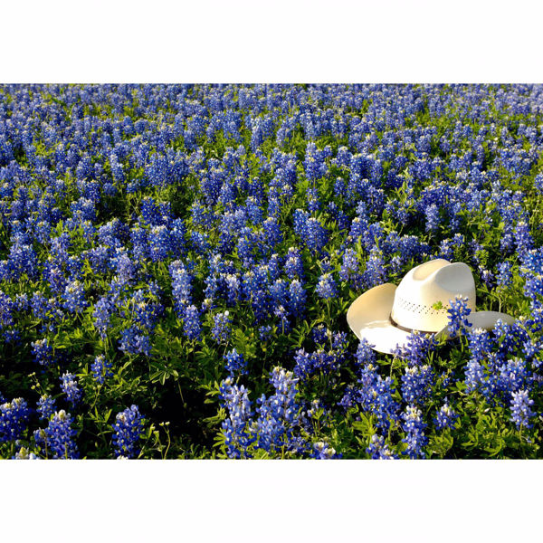 Picture of Cowboy Hat In Bed Of Flowers 32x48 *D